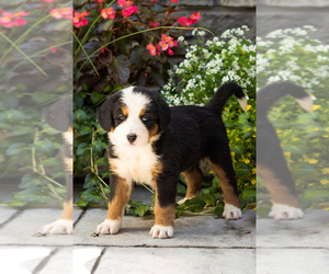 Medium Bernese Mountain Dog