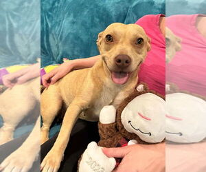 Ash (AL) - Female Basset Hound-Unknown Mix Dog for Adoption - Photo #3