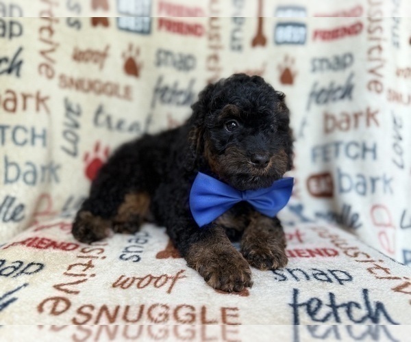 Medium Photo #5 Cockapoo (Miniature) Puppy For Sale in LAKELAND, FL, USA