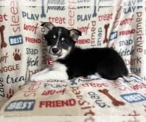 Pembroke Welsh Corgi Puppy for Sale in LAKELAND, Florida USA