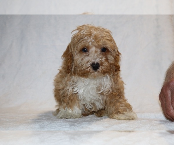 Medium Photo #4 Cockapoo (Miniature) Puppy For Sale in DYERSBURG, TN, USA