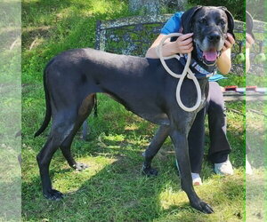 Great Dane-Unknown Mix Dogs for adoption in Wetumpka, AL, USA