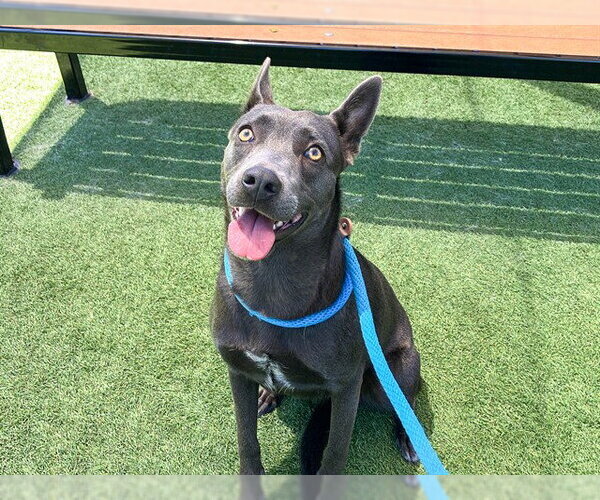 Medium Photo #2 Australian Kelpie-Unknown Mix Puppy For Sale in Orange, CA, USA