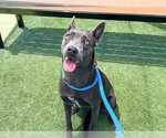 Small #1 Australian Kelpie Mix