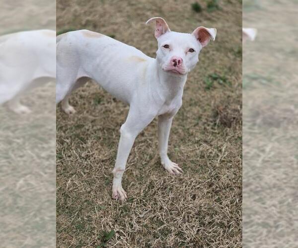 Medium Photo #1 Mutt Puppy For Sale in Temple, TX, USA