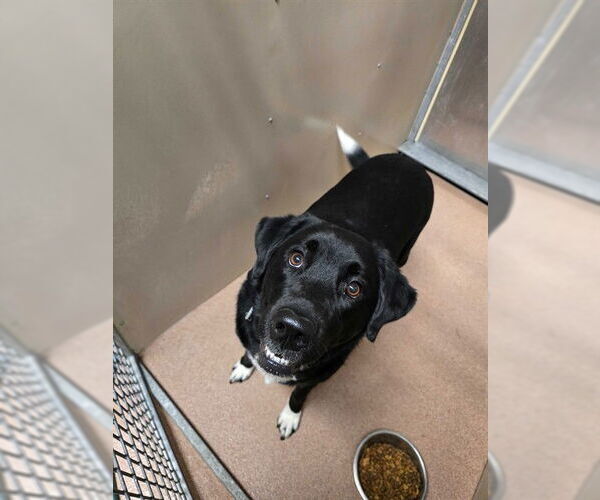 Medium Photo #1 Labrador Retriever-Unknown Mix Puppy For Sale in Ogden, UT, USA