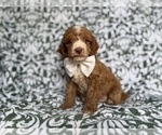 Small #1 Cockapoo (Miniature)