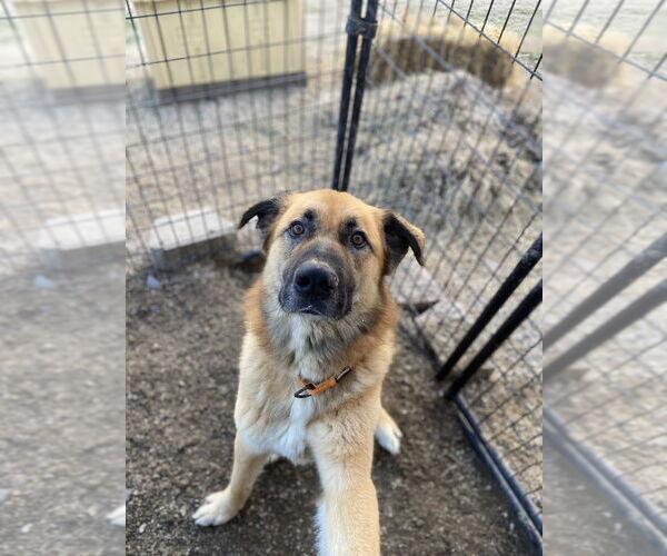 Medium Photo #2 Mutt Puppy For Sale in Evansville, IN, USA