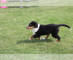Small Photo #2 Bernese Mountain Dog-Collie Mix Puppy For Sale in SHILOH, OH, USA