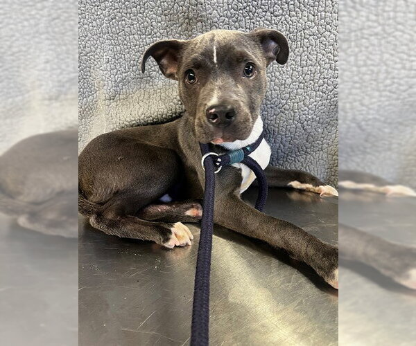 Medium Photo #1 Mutt Puppy For Sale in Downey, CA, USA