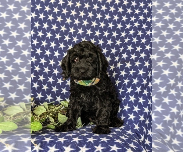 Medium Photo #1 Cock-A-Poo Puppy For Sale in PEACH BOTTOM, PA, USA