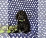Small Photo #1 Cock-A-Poo Puppy For Sale in PEACH BOTTOM, PA, USA