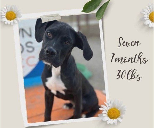 Medium Photo #4 Labrador Retriever-Unknown Mix Puppy For Sale in Woodbury, NY, USA