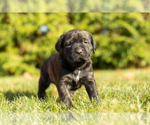 Cane Corso Puppy for sale in MENTONE, IN, USA