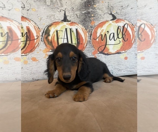 Medium Photo #2 Dachshund Puppy For Sale in STELLA, MO, USA