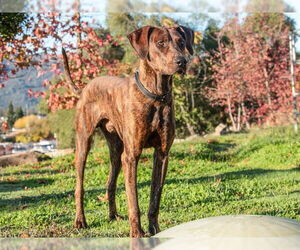 Plott Hound-Unknown Mix Dogs for adoption in San Andreas, CA, USA