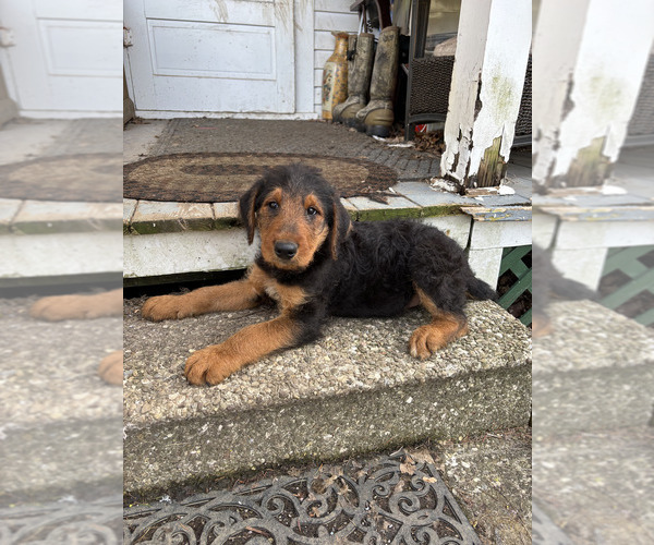 Medium Photo #5 Airedale Terrier Puppy For Sale in ELMA, NY, USA