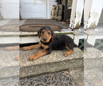 Small #4 Airedale Terrier