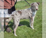 Small #3 Australian Shepherd-Catahoula Leopard Dog Mix