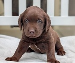 Small #8 Labrador Retriever