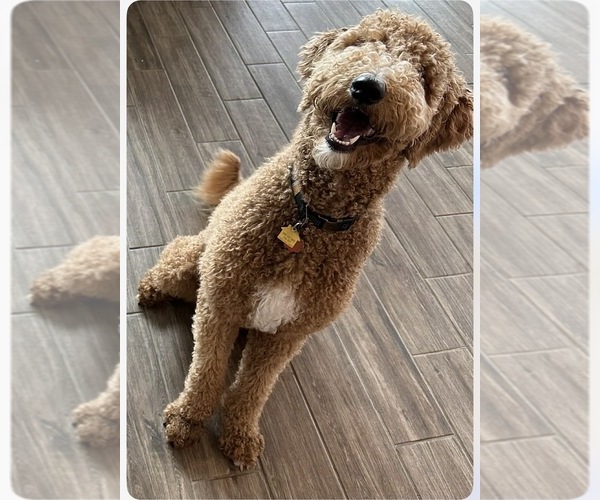 Medium Photo #1 Double Doodle Puppy For Sale in BULVERDE, TX, USA