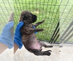Small #2 American Pit Bull Terrier