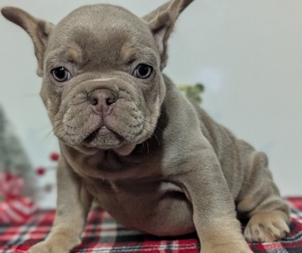 Medium Photo #3 French Bulldog Puppy For Sale in GOSHEN, IN, USA