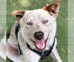 Mutt Dogs for adoption in Jefferson, WI, USA