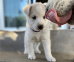 Small Photo #7 Labrador Retriever-Siberian Husky Mix Puppy For Sale in OXNARD, CA, USA