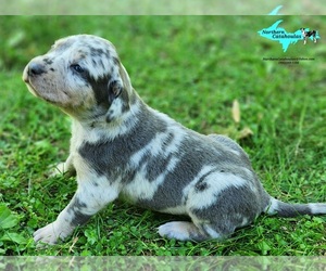 Catahoula Leopard Dog Puppy for sale in MORAN, MI, USA