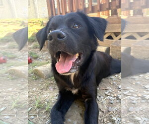 261570  Expresso - Female Border Collie-Colonial Cocker Spaniel Mix Dog for Adoption - Photo #3