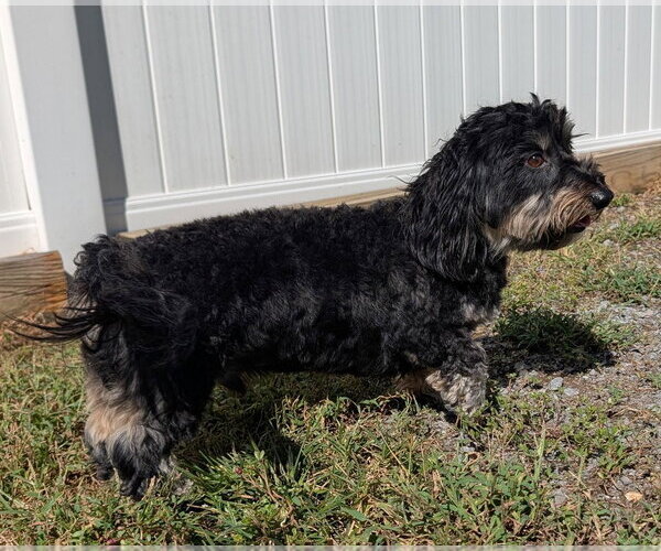 Medium Photo #4 Dachshund Puppy For Sale in Shelbyville, TN, USA
