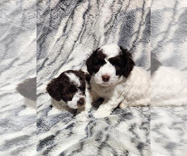 Medium Photo #4 Poodle (Miniature) Puppy For Sale in PERRYSVILLE, OH, USA