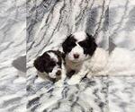 Small #3 Poodle (Miniature)