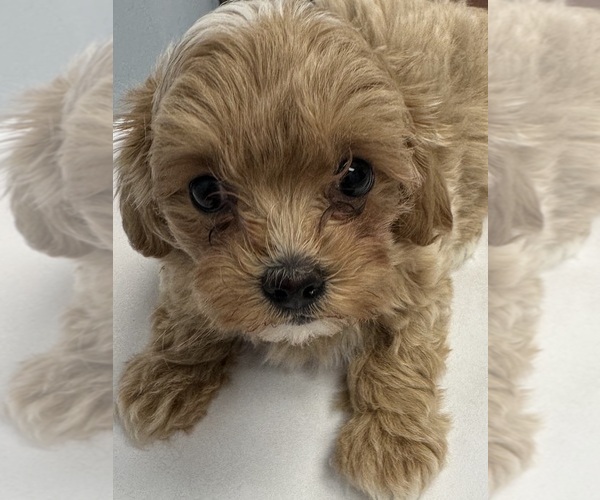 Medium Photo #1 Maltipoo Puppy For Sale in ANGIER, NC, USA