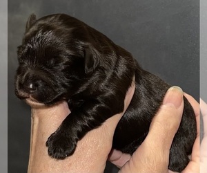 Schnauzer (Miniature) Puppy for Sale in PFLUGERVILLE, Texas USA