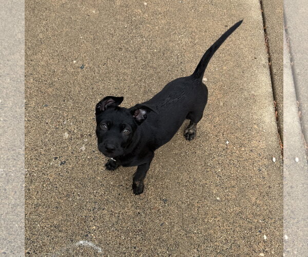 Medium Photo #4 Mutt Puppy For Sale in Brooklyn Center, MN, USA