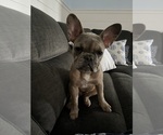 Small Photo #17 French Bulldog Puppy For Sale in OSHKOSH, WI, USA