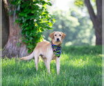 Small #3 Labrador Retriever Mix