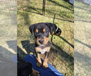 American Pit Bull Terrier-Bernese Mountain Dog Mix Dogs for adoption in Rockaway, NJ, USA