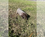 Small Photo #16 German Shorthaired Pointer Puppy For Sale in ELIZABETH CITY, NC, USA