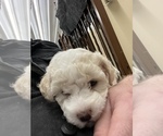 Small Photo #1 Poodle (Miniature) Puppy For Sale in TIPPECANOE, IN, USA