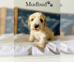 Small Photo #5 Poodle (Standard) Puppy For Sale in MURFREESBORO, TN, USA