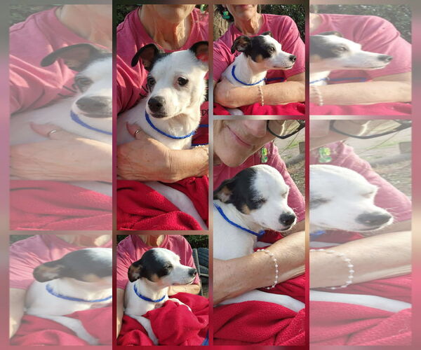 Medium Photo #10 Rat-Cha Puppy For Sale in Grafton, WI, USA