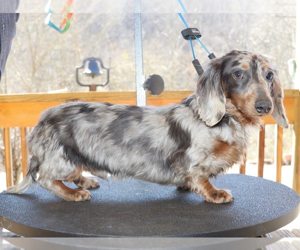 Medium Photo #1 Dachshund Puppy For Sale in LOVELY, KY, USA