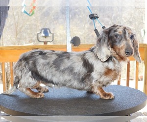 Father of the Dachshund puppies born on 08/18/2026