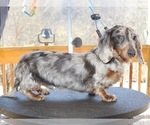 Small Photo #1 Dachshund Puppy For Sale in LOVELY, KY, USA