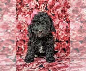 Cavachon-Poodle (Miniature) Mix Puppy for sale in CHRISTIANA, PA, USA