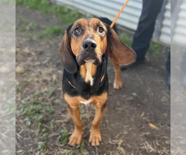 Medium Photo #1 Black and Tan Coonhound-Unknown Mix Puppy For Sale in Modesto, CA, USA