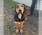 Small Black and Tan Coonhound Mix